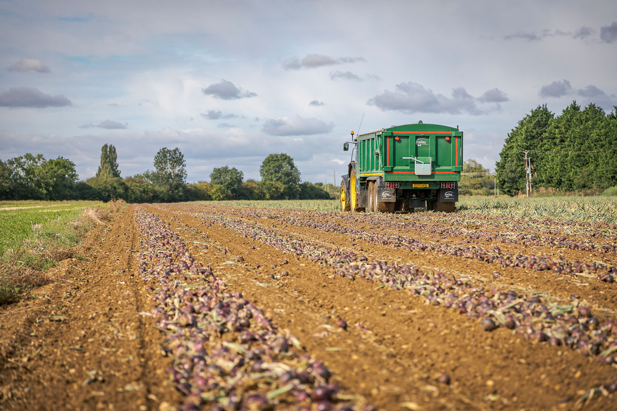 Onion harvest in Lincolnshire