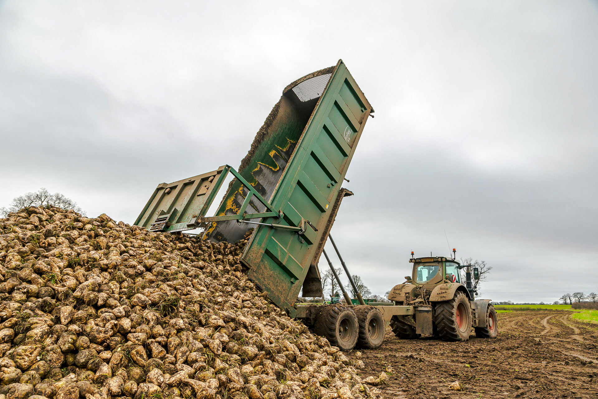 Bailey Beeteaper trailer tipping during beet harvest